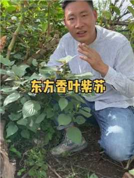 紫苏 是农村常见的一种野草，也被称为“东方香叶”吃法和用法特别多
