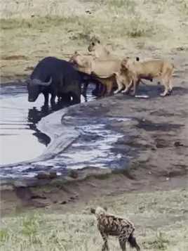 野牛到水坑喝水，遭到狮子的围攻