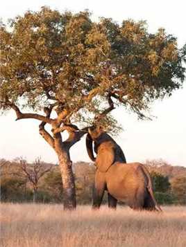 大象的力量有多大，轻松推倒一颗大树 