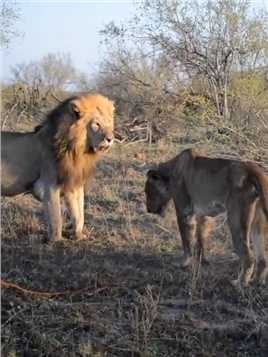 雄狮驱赶入侵的狮子，竟然发现是一头母狮