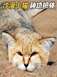 沙猫神功护体，40度沙漠中不喝水，500米内的猎物无处逃  #猫科动物