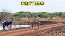 狮子狩猎落单羚羊，不料“不怕遇到狠的，就怕遇到不要命的”