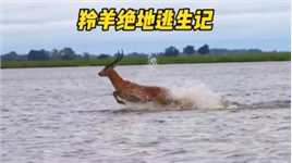 羚羊在水里遭受鳄鱼的追击，不成想羚羊临危不乱绝地反击 