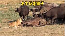 母狮攻击落单水牛，不料牛群团结起来围攻狮子，场面十分震撼
