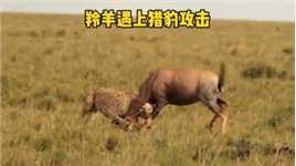 羚羊遭遇猎豹的攻击，它使出全身解数拼命反抗，却被猎豹死死拿捏