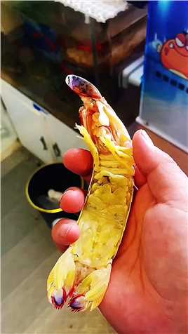 我的皮皮虾呀#海缸日记 #彩虹螳螂虾 #豚哥的海水家族