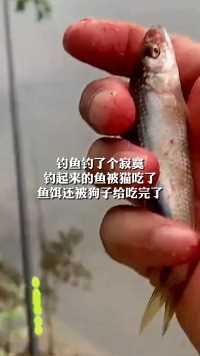 钓鱼钓了个寂寞
钓起来的鱼被猫吃了
鱼饵还被狗子给吃完了