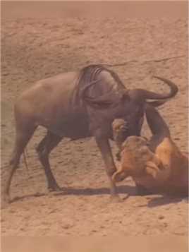 狮子捕猎一只笨野牛，狮子咬住牛嘴不松口，笨野牛白白浪费反击的机会精彩的