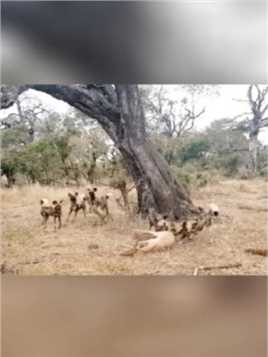 猎豹捕获一只羚羊，被一群鬣狗追杀和打劫，猎豹爬树逃命精彩的