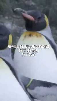 杭州网红餐厅老板突然跑路
留下6只企鹅
员工急了