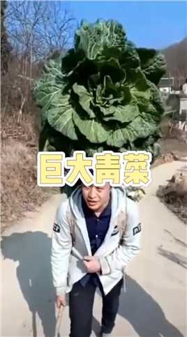 巨型青菜