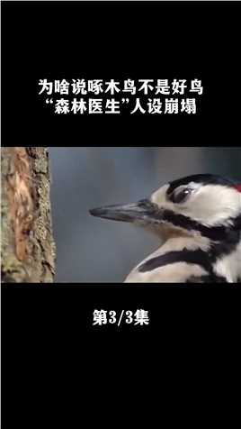 为啥说啄木鸟不是好鸟？“森林医生”人设崩塌，成为“森林杀手”#啄木鸟#害虫#涨知识 (3)