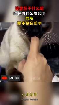 这是在干什么呢，猫咪为什么要咬手，网友：那不是在咬手
