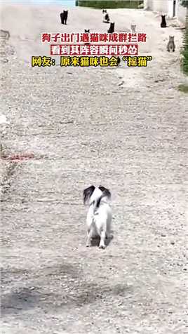 狗子出门遇猫咪成群拦路，看到其阵容瞬间秒怂！