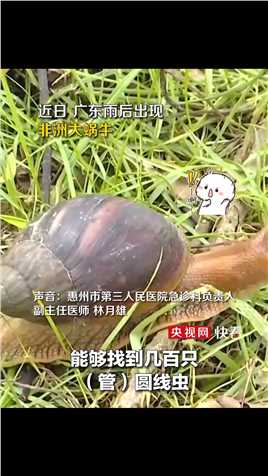 转发警惕！广东雨后出现非洲大蜗牛，误食误触后病情严重可致残或致死