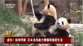 结束同框 日本龙凤胎大熊猫将独居生活