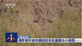 内蒙古乌海摄影爱好者拍摄到岩羊在崖壁决斗画面