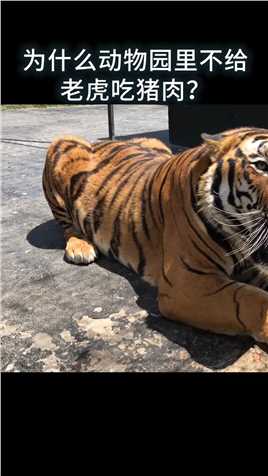 为什么动物园里不给老虎吃猪肉？