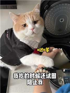 千万不要在猫咪面前吃小米粥