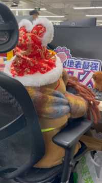 我的新同事，是一只卡皮巴拉～