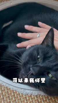 喵：怕冷的小姐姐可以来我怀里～