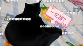 黑猫黑猪，傻傻分不清楚～