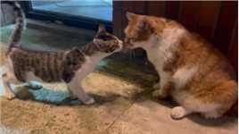 街边偶遇一只橘猪，比小伙伴胖一大圈～