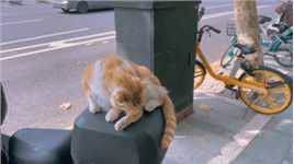 偶遇一只流浪橘，乖巧温柔还给撸～