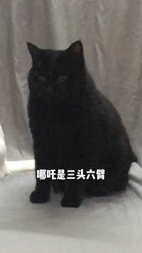 喵：我是一头二…