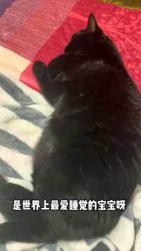 冬天最爱睡觉的猪猫宝宝～