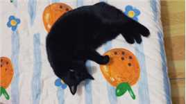 冬日黑猪（猫）日常…