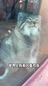 狲狲：我也是只可爱的小猫咪呀！