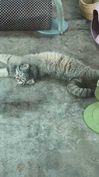 萌萌兔狲在线抻懒腰啦～