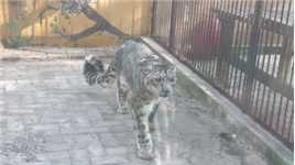 雪豹：我也是只喵宝宝～