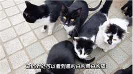 实地探访中国“猫岛”，岛上已经被牛奶猫占领了……