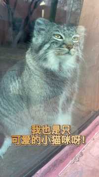 兔狲：我也是只可爱的小猫咪呀！