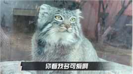 中国唯一可以看【兔狲】的动物园，胖嘟嘟太可爱了！