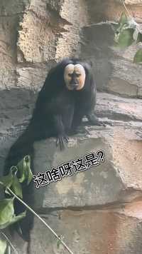 网红白面僧猴，果然炸裂……