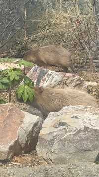 呆萌水豚，在线蹭蹭～