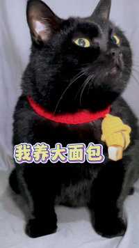 别人养小猫，我养大面吧🍞