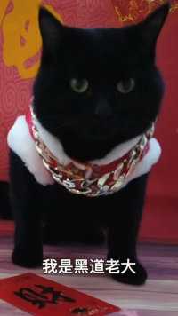 “我与小猫互换身体了”