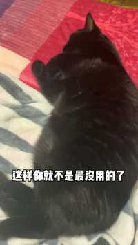 建议大家养只没用的东西在家里…