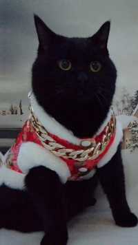 喵：又是元气满满的一天～