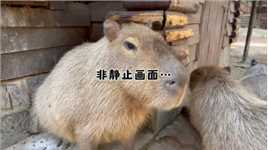 转发这只水豚，你也会情绪稳定…