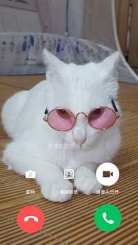 你的喵phone来了，快接一下！