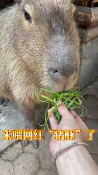 终于撸到大水豚啦，情绪稳定…