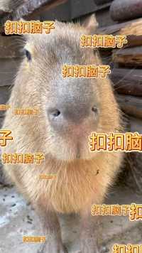 扣扣脑子之歌，水豚版～