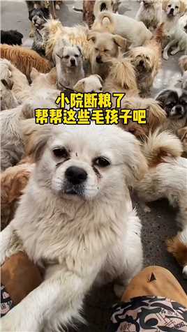 #狗狗是人类最好的朋友 #关爱动物善待生命 #救助流浪狗.mp4

