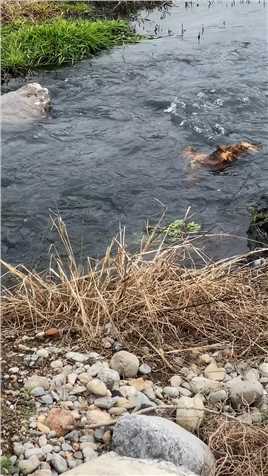 这么冷的添被丢弃在河里，你于心何忍。 #救助流浪狗 #爱护动物 #日行一善 下方狗粮可投喂基地得毛孩子，感谢支持