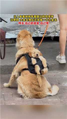 主人牵着狗狗等着路边的肉夹饼没想到大金毛身后还背着一个小金毛网友自己的崽崽自己带